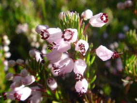 Erica vagans